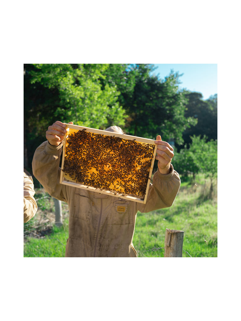 Beehub apiculteurs